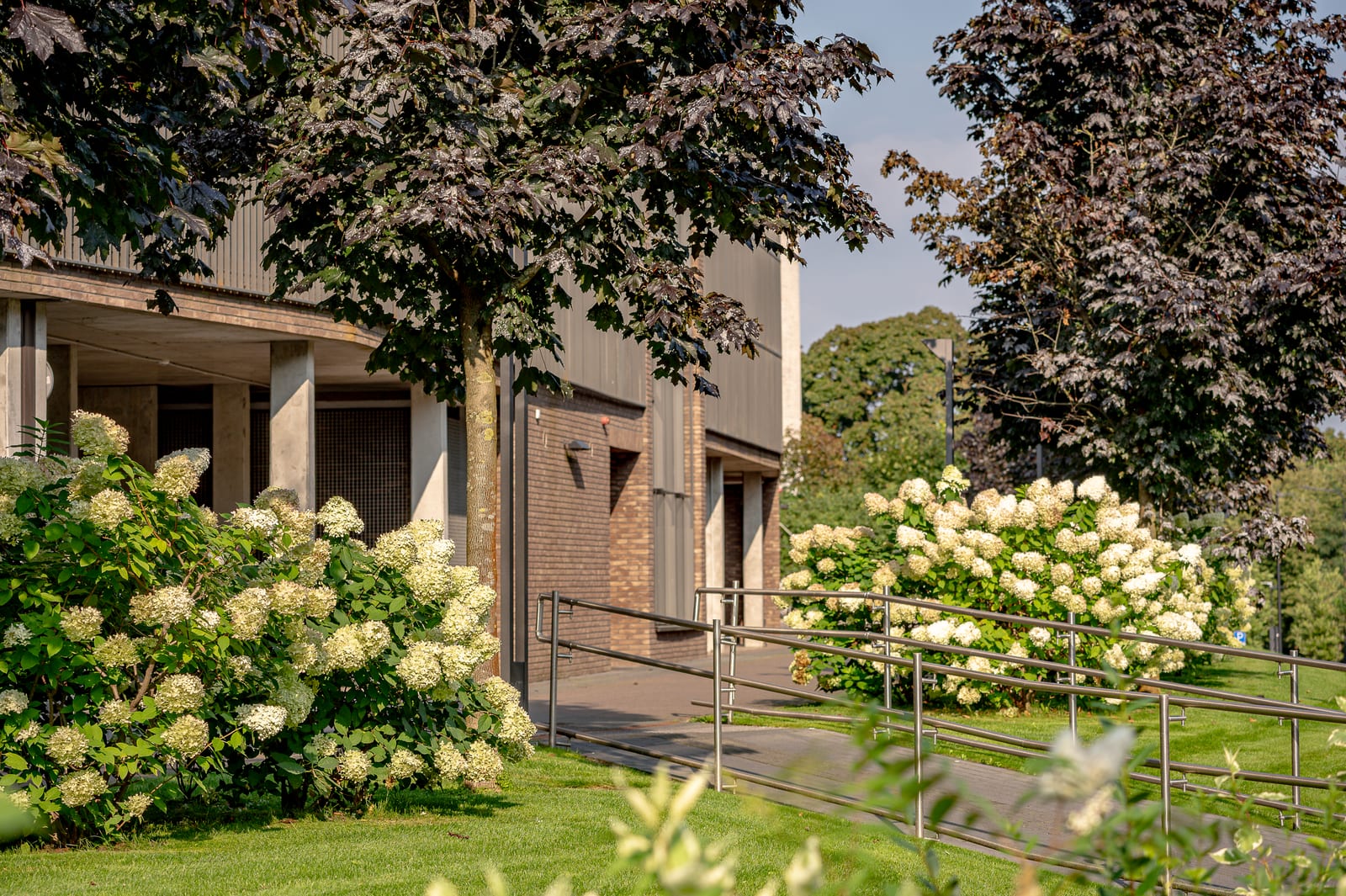 A ramp at the entrance: stainless-steel handrails, paving and hydrangea bushes on both sides, with the brick entrance wall beyond.