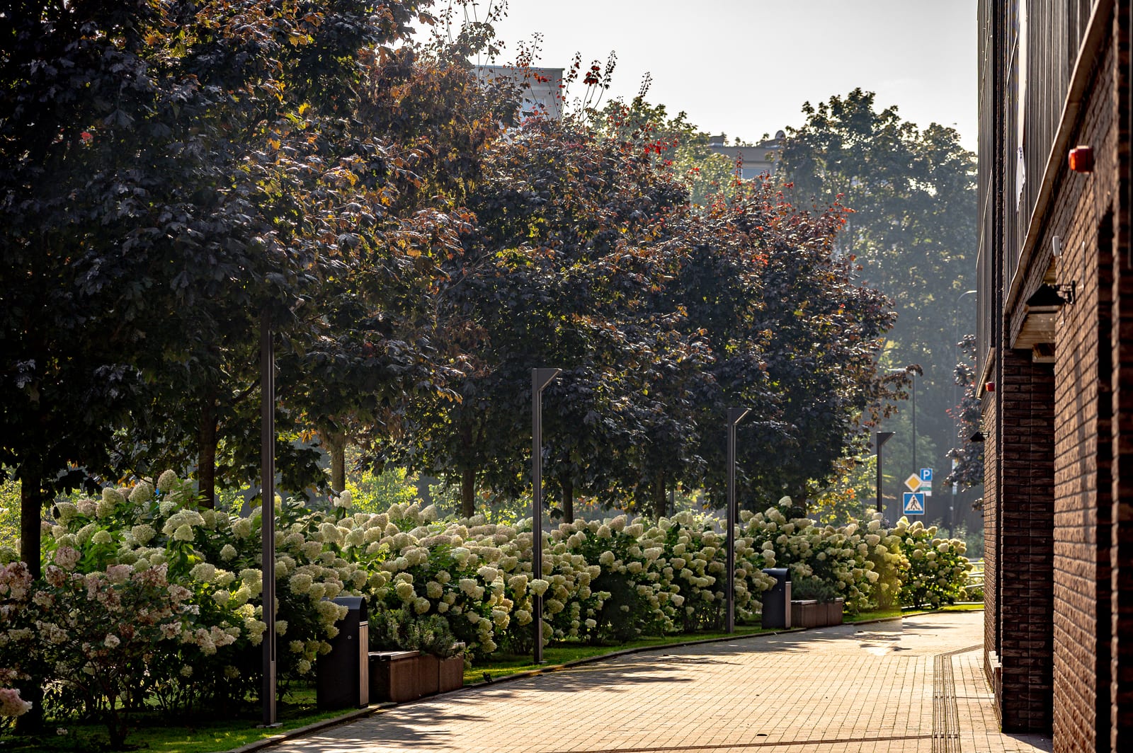 The hydrangea walk against the light: hydrangeas in flower and maples along a clinker-brick wall, with paving and lamp posts.
