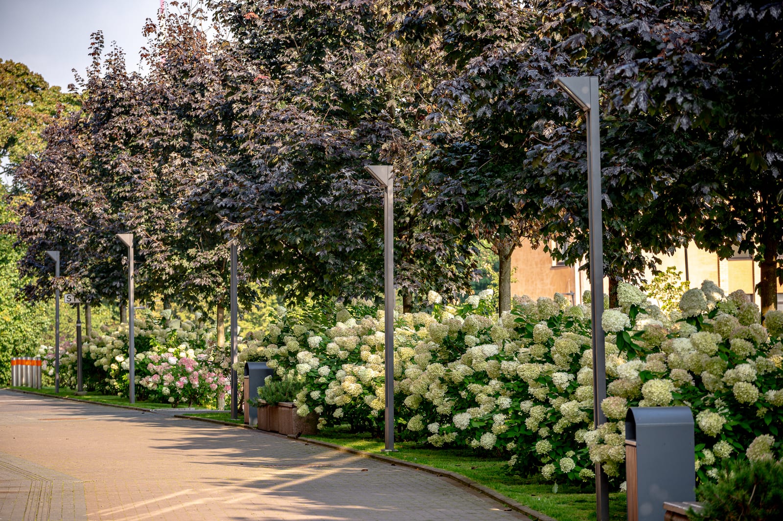 The grounds in the evening: a long border of white and pink hydrangeas along a paved path, red-leaved maples and slender lamp posts.