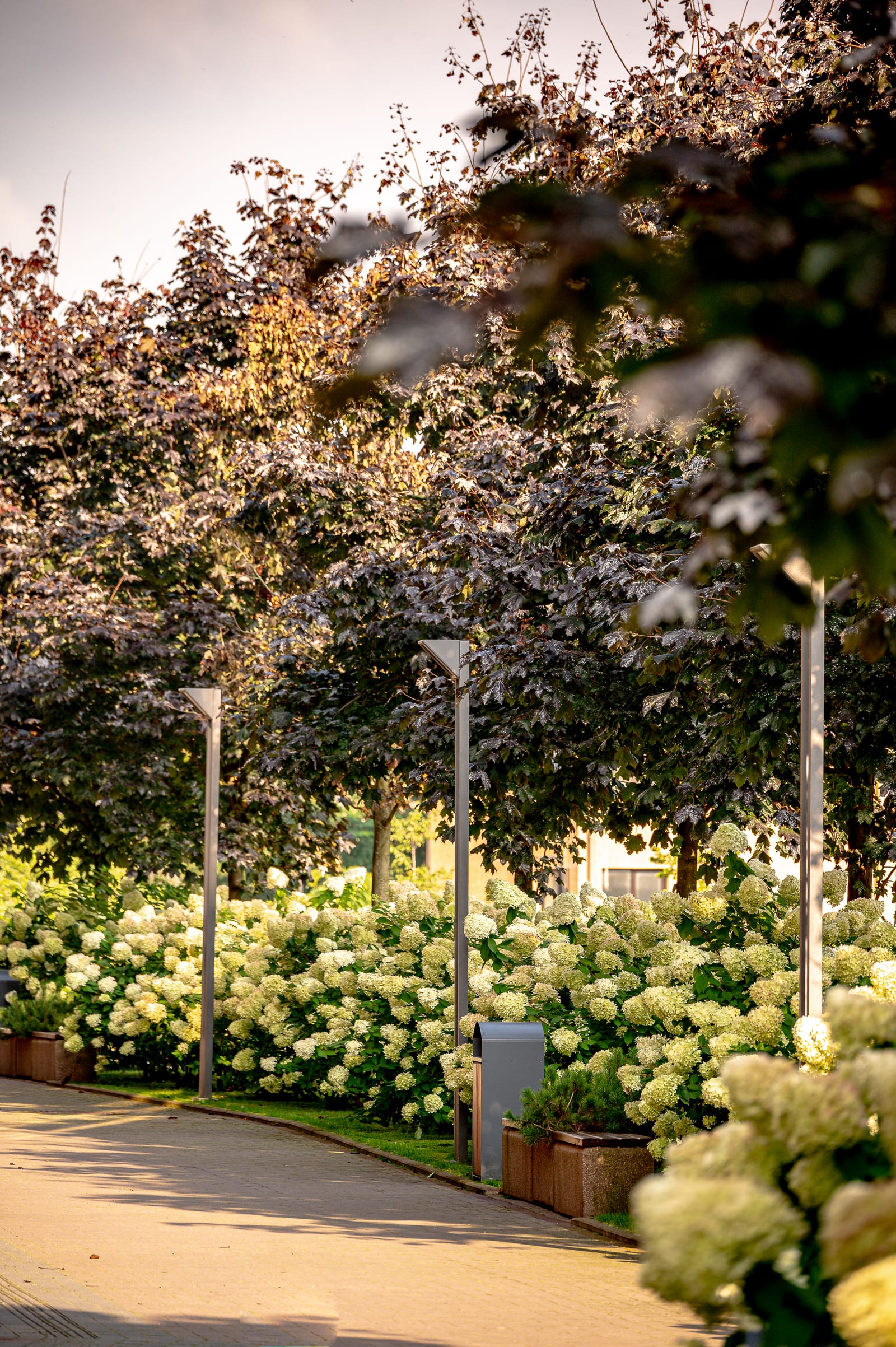 A path among the hydrangeas: paving, white hydrangeas, red-leaved maples and slender lamp posts in the evening light.